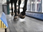 Tapis-roulant-pour-chevaux--Modele-S3--Horse-Gym-2000-0