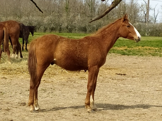 Male-K-1
