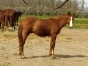 Male-K-0