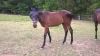 femelle-yearlings-a-vendre-par-repeat-love-0