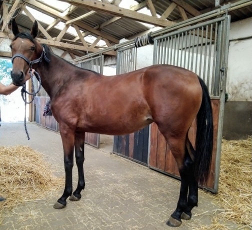 loue-yearling-femelle-par-Repeat-Love-avec-caractere-0