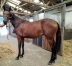 loue-yearling-femelle-par-Repeat-Love-avec-caractere-0