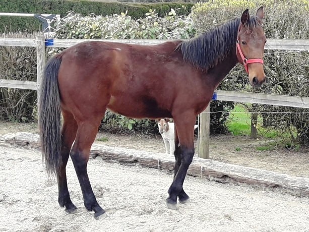 femelle-K-1