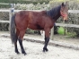 femelle-K-1