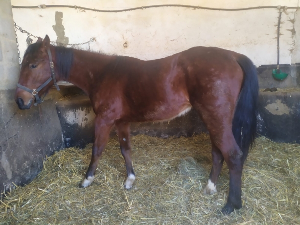 50--Femelle-J-a-vendre---1