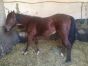 50--Femelle-J-a-vendre---1