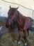 50--Femelle-J-a-vendre---0