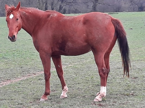 pouliniere trotteur a vendre