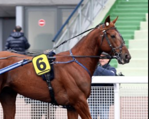 Vends-saillie-Akim-du-Cap-Vert-0