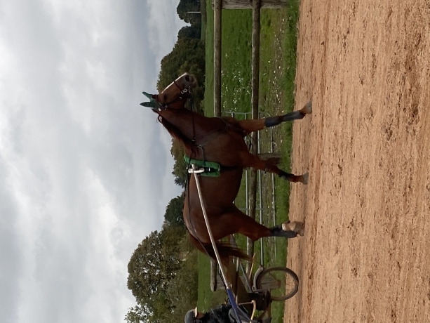 Reessaie-chevaux-0