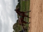 Reessaie-chevaux-0