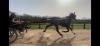 Debourrage--pre-entrainement---remise-en-forme---Ou-chevaux-compliques-2