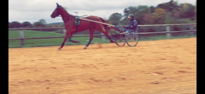 Debourrage--pre-entrainement---remise-en-forme---Ou-chevaux-compliques-0