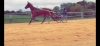 Debourrage--pre-entrainement---remise-en-forme---Ou-chevaux-compliques-0