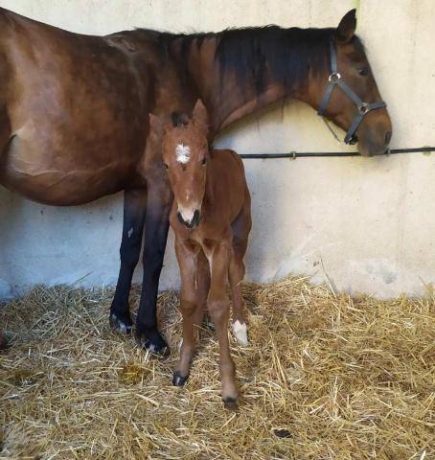 FOAL-JUMENT-1ere-CATEGORIE-2