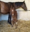 FOAL-JUMENT-1ere-CATEGORIE-2