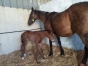 FOAL-JUMENT-1ere-CATEGORIE-1