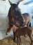FOAL-JUMENT-1ere-CATEGORIE-0