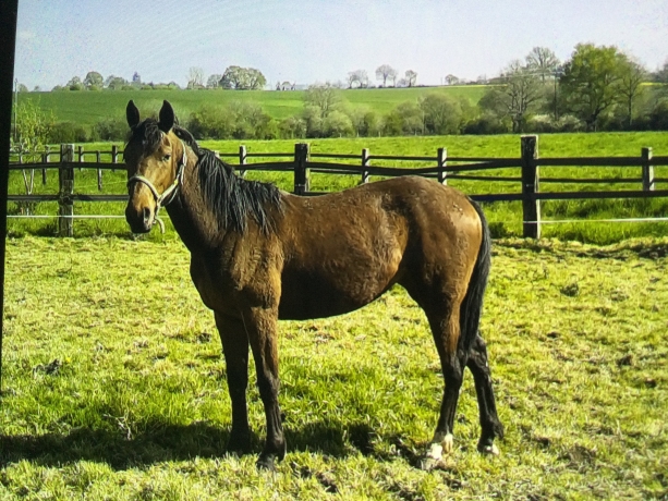 Vends-pouliche--Jolie-majano-3000-euro;-Saine-et-nette--0