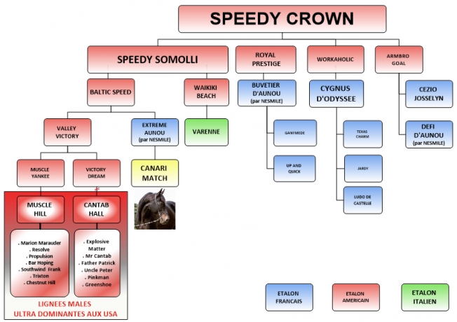 Le-dernier-descendant-direct-du-champion-Americain-SPEEDY-SOMOLLI-en-France--0