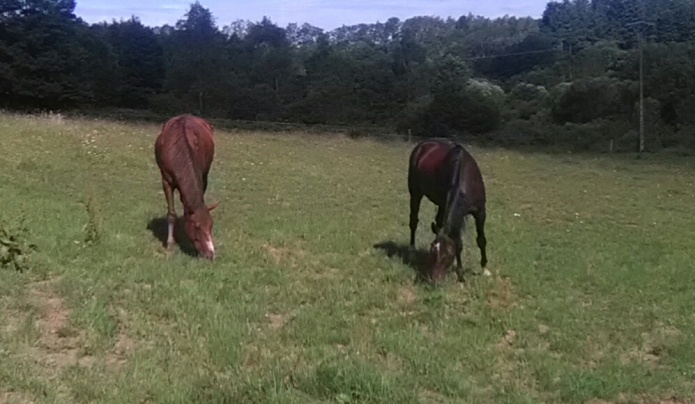 CHERCHE-JEUNE-TROTTEUR-REFORME