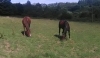 CHERCHE-JEUNE-TROTTEUR-REFORME-0