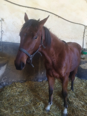 50--Femelle-J-a-vendre---0