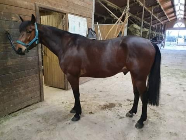 A-vendre-Gluck