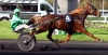 Saillie-gratuite-et-option-d---achat-du-poulain-0