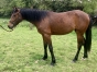 A-vendre-Jaunty-1