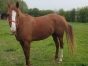 A-ceder-pouliniere-eclipse-D---ardennes-1ere-categorie-2