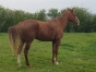 A-ceder-pouliniere-eclipse-D---ardennes-1ere-categorie-0