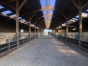 HARAS-D---ELEVAGE-de-73-ha--Normandie--Orne-(61)--Proche-Mortagne-au-perche-0
