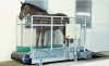 Tapis-marcheur-10km-h-horse-gym-S1-neuf-disponible-0