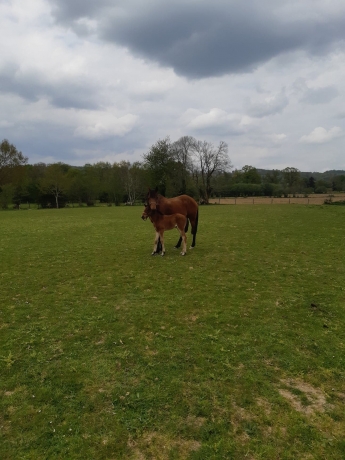 vends-poulain-femelle-1