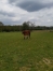 vends-poulain-femelle-1
