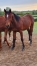 Male-K-de-Magnificent-Rodney-1