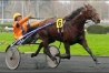Saillies-gratuite-pour-juments-1er-et-2eme-cat-0