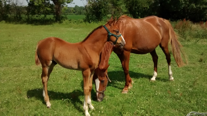 QUERIDA-VEUDOISE-1---16-54-000--euro;-de-gain-0