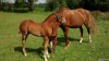 QUERIDA-VEUDOISE-1---16-54-000--euro;-de-gain-0