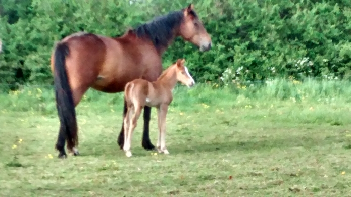Jeune-et-belle-pouliniere-suitee-1
