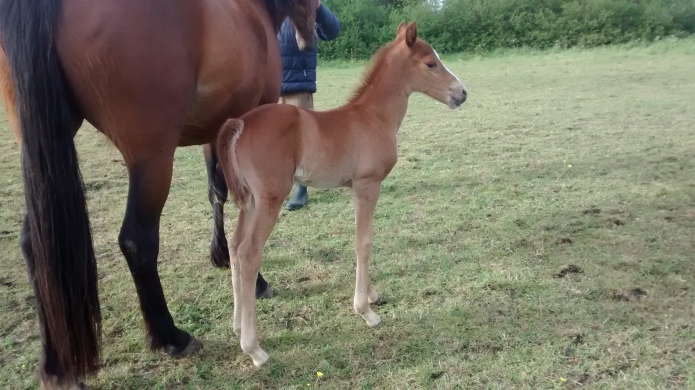 Jeune-et-belle-pouliniere-suitee-0