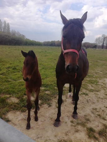 pouliniere-+-son-poulain-de-2021-0