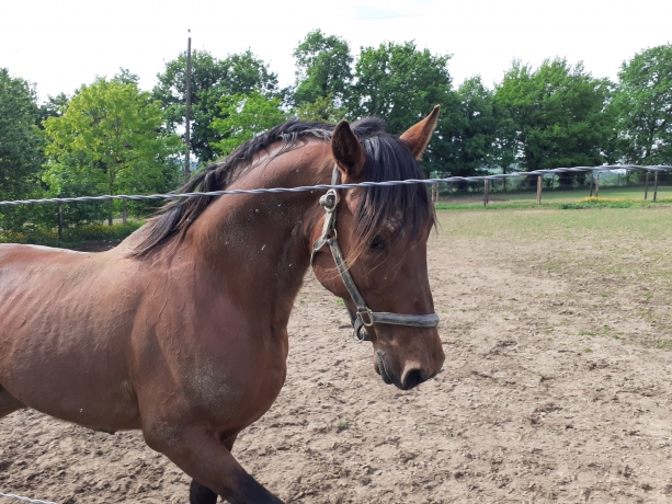 Saillies-etalon-classique--------3e-du-prix-de-selection-1