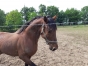 Saillies-etalon-classique--------3e-du-prix-de-selection-1