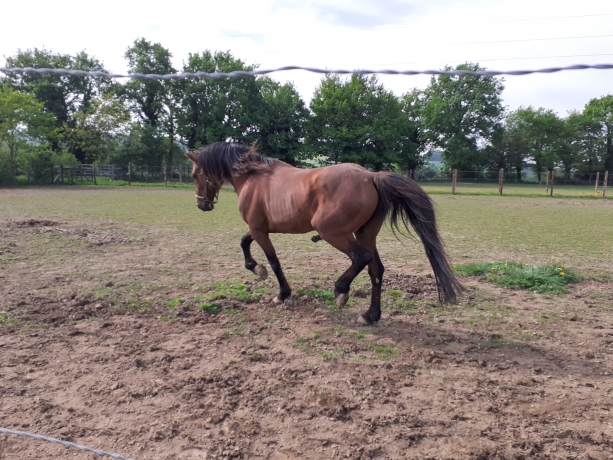 Saillies-etalon-classique--------3e-du-prix-de-selection-0