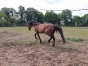 Saillies-etalon-classique--------3e-du-prix-de-selection-0
