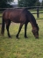 Pouliniere-SAM-BOURBON-1