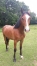 REFORME-TROTTEUR-2-ANS-0
