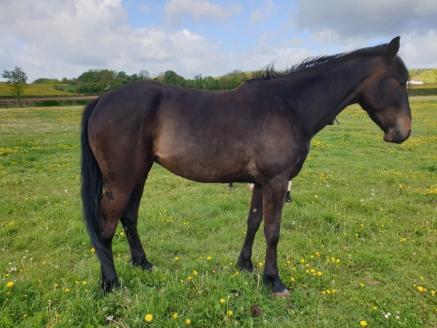 Belle-trotteuse-4-ans-pour-loisirs-0